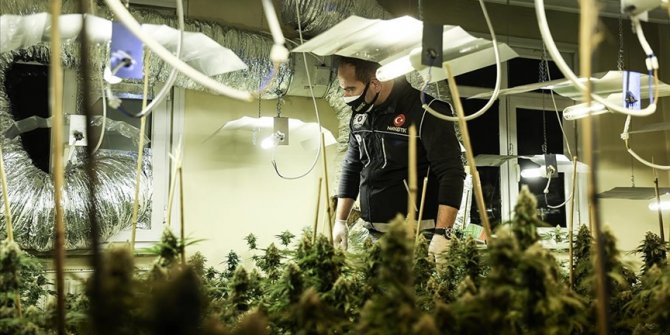 Avcılar'da uyuşturucu operasyonunda seraya çevrilen evde 88 kök marihuana ele geçirildi