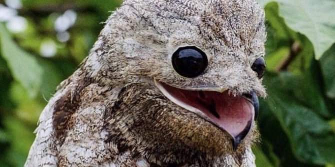 Dünyanın en ilginç kuşu Potoo