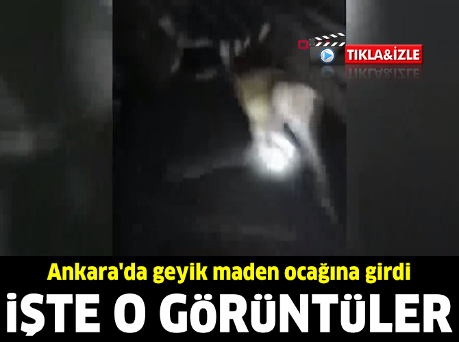 Ankara'da geyik maden ocağına girdi