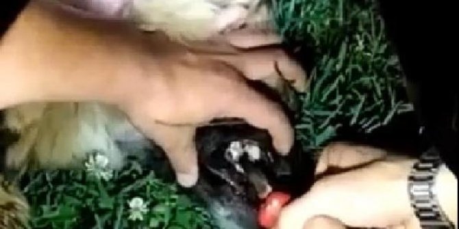 Boğazına kemik takılan köpeği bekçiler kurtardı