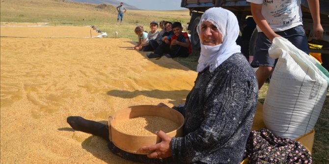 Muş'ta köylüler hasat ettikleri buğdayı derelerde yıkamaya başladı