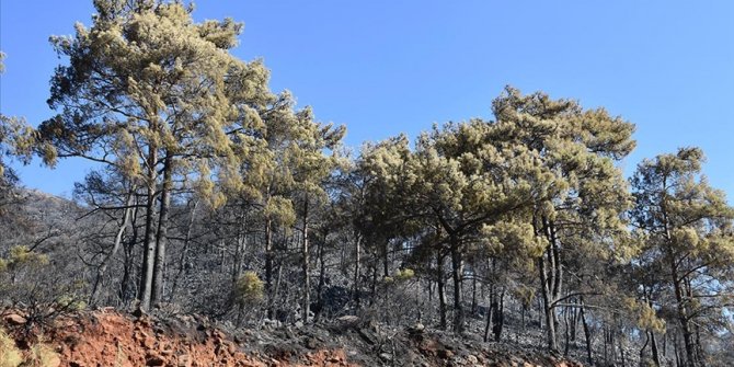 Marmaris'teki orman yangınında 500 hektar alan yandı