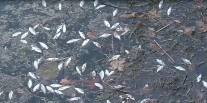 Nallıhan'da, çok sayıda ölü balık su yüzeyine vurdu
