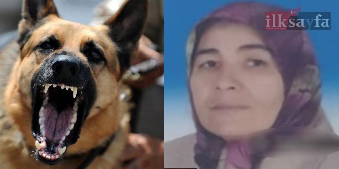 Karaman'da köpek vahşeti; köylü kadını parçaladı
