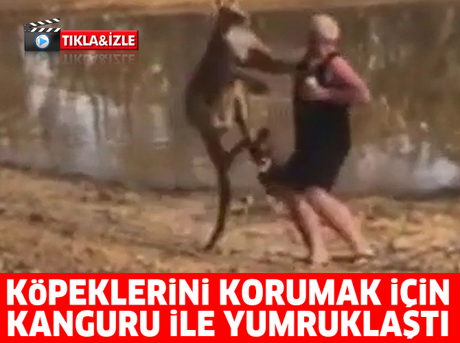 KÃ¶peklerini korumak iÃ§in kanguru ile yumruklaÅtÄ±
