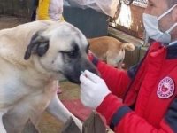 Muğla'da, tehlike arz eden 1075 köpek kayıt altına alındı