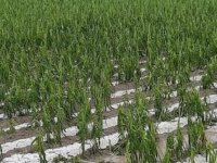 Kadirli'de dolu yağışı tarım arazilerine zarar verdi