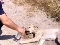 Zabıta memuru, baygınlık geçiren köpeğe su içirdi