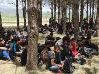 Muğla'da 237 kaçak göçmen yakalandı
