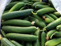 Tokat'ta 50 bin ton salatalık rekolte beklentisi