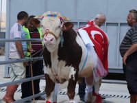 Gölbaşı'nın en güzel kurbanlığı seçilecek