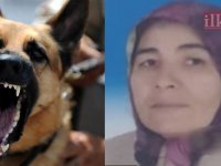 Karaman'da köpek vahşeti; köylü kadını parçaladı