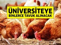 AÜ Ziraat Fakültesi binlerce tavuk satın alacak