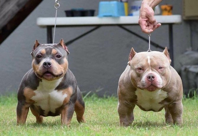 american-bully.jpg