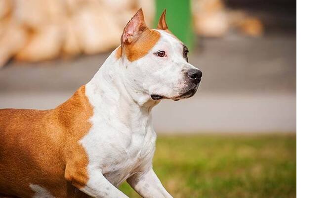 american-staffordshire-terrier.jpg