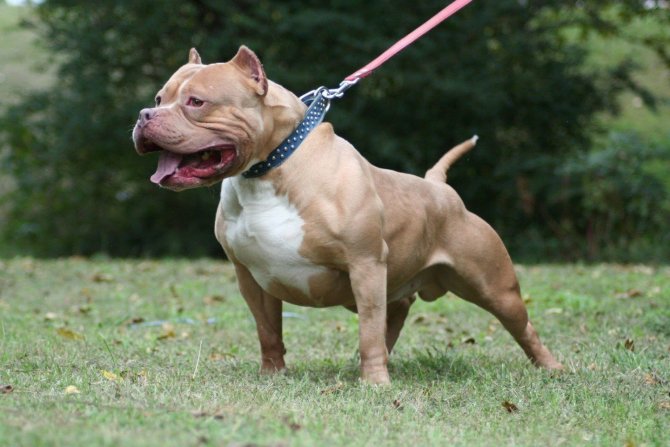 amerikan-pitbull-terrier-002.jpg