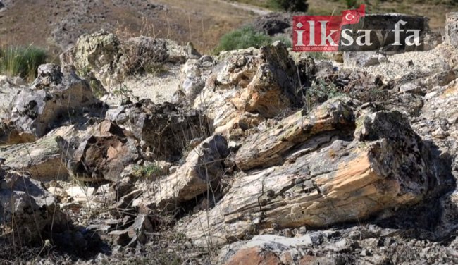 camlidere-fosil-ormani.jpg