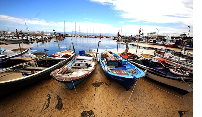 deniz-salyasi.jpg