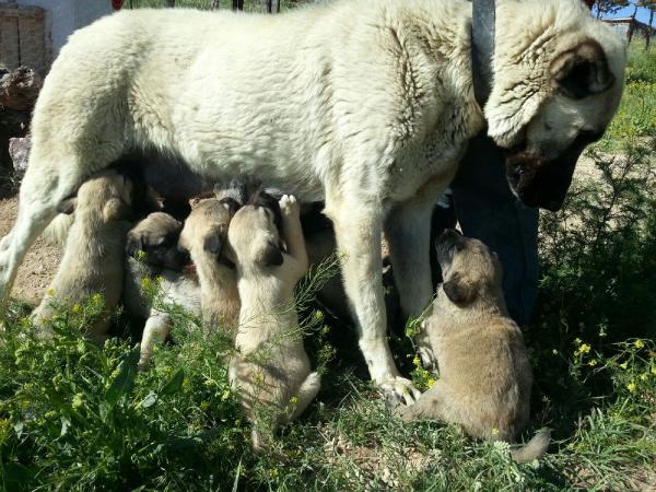 kangal2.jpg