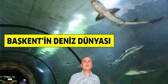 kecioren-deniz-dunyasi-nerede-nasil-gidilir-neler-var.jpg