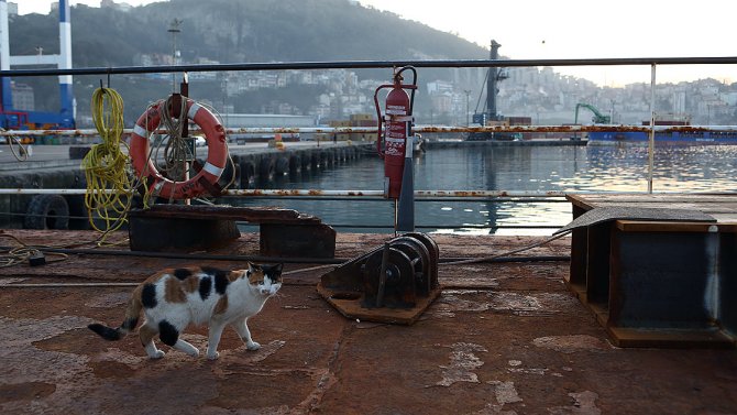 kedi-2.jpg