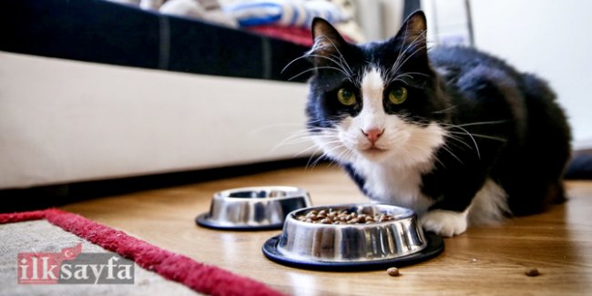 kedi-kopek-cip-takma-son-tarih.jpg