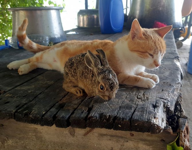 kedi2-001.jpg