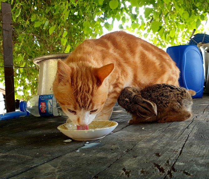 kedi3.jpg