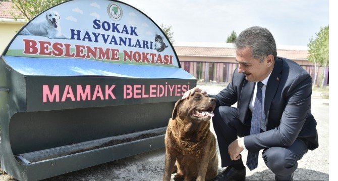mamak_belediyesi_kopek_sahiplenene_500_tl_destek_veriyor_h13889_96aca-(2).jpeg