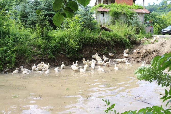 ordu-pekin-ordegi2.jpg