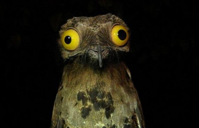 potoo2.jpg