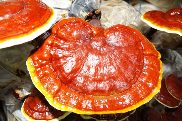 reishi2-001.jpg