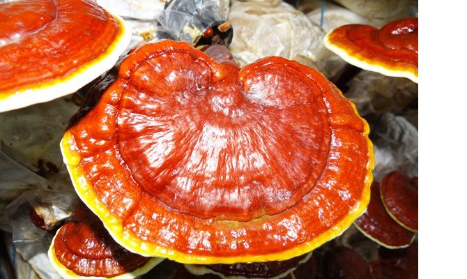 reishi2.jpg
