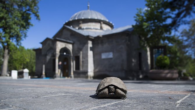 seyid-burhaneddin2.jpg