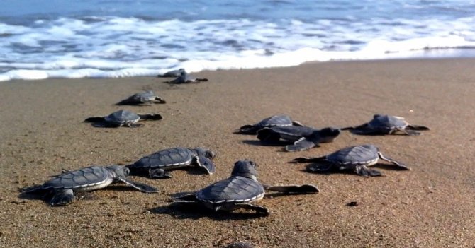 turtles.jpg