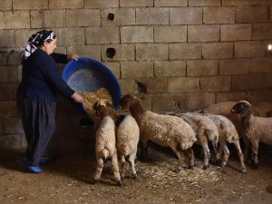 Girişimci kadın, modern bir çiftlik kurmak istiyor