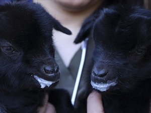 Mamak'taki hayvanat bahçesi ikiz keçiler "ay" ve "yıldız" ile yeni yıla girdi