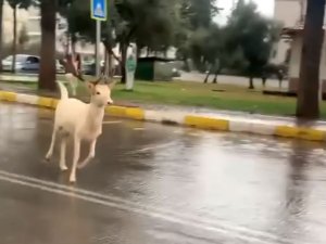 Antalya sokaklarında 2 geyik görüntülendi