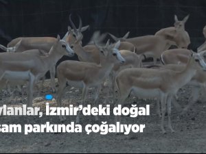 Ceylanlar, İzmir'deki doğal yaşam parkında çoğalıyor