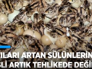 Samsun'daki üretim çiftliğinden doğaya 53 yılda 340 binden fazla sülün salındı