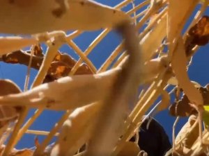 Asırlık ata tohumuyla üretilen Yedisu horoz kuru fasulyesinde rekolte katlanıyor